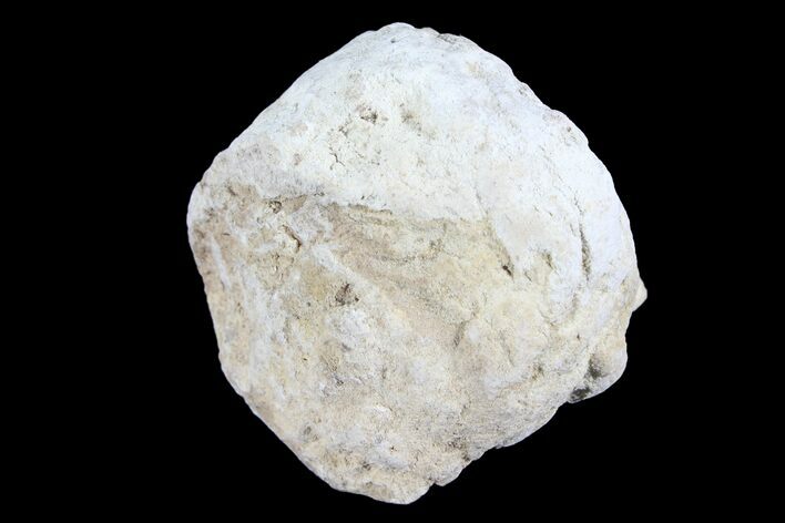 Cretaceous Fish Coprolite (Fossil Poop) - Kansas #93784